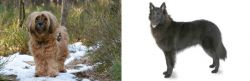 Tibetan Terrier vs Belgian Shepherd - Breed Comparison