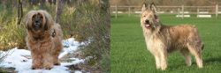Tibetan Terrier vs Berger Picard - Breed Comparison