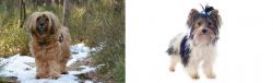 Tibetan Terrier vs Biewer - Breed Comparison