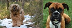 Tibetan Terrier vs Boxer - Breed Comparison