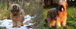 Tibetan Terrier vs Briard - Breed Comparison