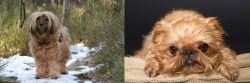 Tibetan Terrier vs Brug - Breed Comparison
