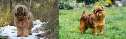 Tibetan Terrier vs Brussels Griffon - Breed Comparison