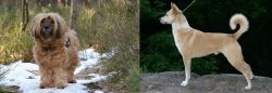 Tibetan Terrier vs Canaan Dog - Breed Comparison