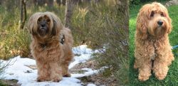 Tibetan Terrier vs Cockapoo - Breed Comparison