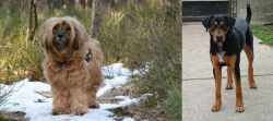 Tibetan Terrier vs Hungarian Hound - Breed Comparison