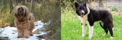 Tibetan Terrier vs Karelian Bear Dog - Breed Comparison