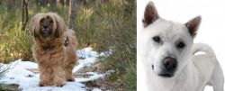 Tibetan Terrier vs Kishu - Breed Comparison