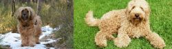 Tibetan Terrier vs Labradoodle - Breed Comparison