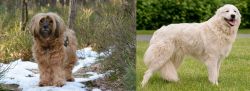 Tibetan Terrier vs Maremma Sheepdog - Breed Comparison
