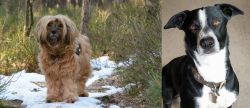 Tibetan Terrier vs McNab - Breed Comparison