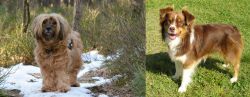 Tibetan Terrier vs Miniature Australian Shepherd - Breed Comparison
