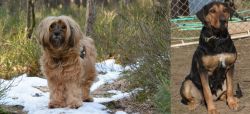 Tibetan Terrier vs New Zealand Huntaway - Breed Comparison