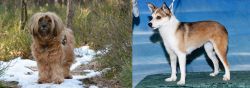 Tibetan Terrier vs Norwegian Lundehund - Breed Comparison