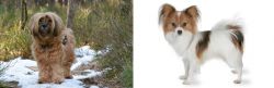 Tibetan Terrier vs Papillon - Breed Comparison