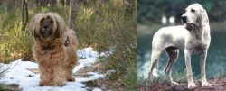 Tibetan Terrier vs Porcelaine - Breed Comparison