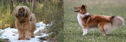 Tibetan Terrier vs Shetland Sheepdog - Breed Comparison