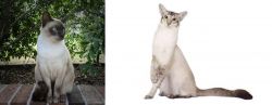 Tonkinese vs Javanese - Breed Comparison