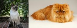 Tonkinese vs Persian - Breed Comparison