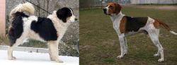 Tornjak vs Anglo-Francais de Petite Venerie - Breed Comparison