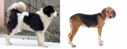Tornjak vs Beagle-Harrier - Breed Comparison