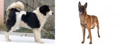 Tornjak vs Belgian Shepherd Dog (Malinois) - Breed Comparison