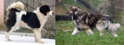 Tornjak vs Carpatin - Breed Comparison