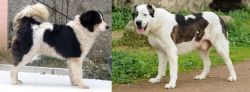 Tornjak vs Central Asian Shepherd - Breed Comparison