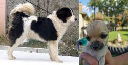 Tornjak vs Chihuahua - Breed Comparison