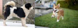 Tornjak vs Corgi - Breed Comparison
