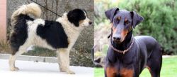Tornjak vs Doberman Pinscher - Breed Comparison