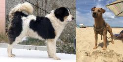 Tornjak vs Fell Terrier - Breed Comparison