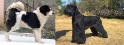 Tornjak vs Giant Schnauzer - Breed Comparison