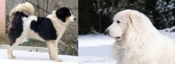 Tornjak vs Great Pyrenees - Breed Comparison