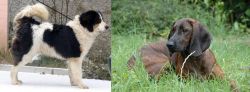 Tornjak vs Hanover Hound - Breed Comparison