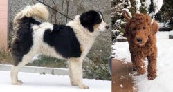 Tornjak vs Irish Doodles - Breed Comparison