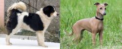 Tornjak vs Italian Greyhound - Breed Comparison
