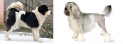 Tornjak vs Lowchen - Breed Comparison