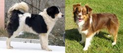 Tornjak vs Miniature Australian Shepherd - Breed Comparison