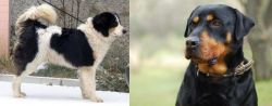 Tornjak vs Rottweiler - Breed Comparison