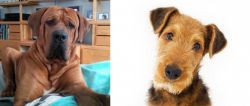 Tosa vs Airedale Terrier - Breed Comparison