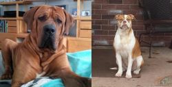 Tosa vs Alapaha Blue Blood Bulldog - Breed Comparison