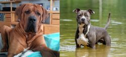 Tosa vs American Staffordshire Terrier - Breed Comparison