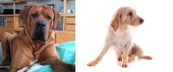 Tosa vs Basset Fauve de Bretagne - Breed Comparison
