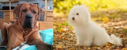 Tosa vs Bichon Bolognese - Breed Comparison
