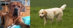 Tosa vs Briquet Griffon Vendeen - Breed Comparison