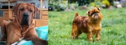 Tosa vs Brussels Griffon - Breed Comparison