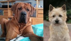 Tosa vs Cairn Terrier - Breed Comparison