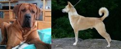Tosa vs Canaan Dog - Breed Comparison