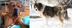 Tosa vs Caucasian Shepherd - Breed Comparison